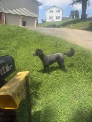 Found/Stray Unknown Dog last seen Matilda place and June dr, Kingsport, TN 37664