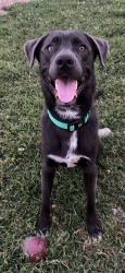 Found/Stray Male Dog last seen TVFCU Cleveland, Cleveland, TN 37311