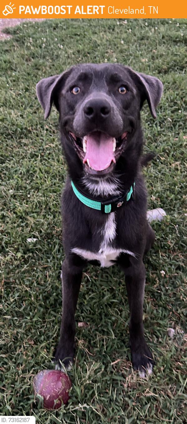 Found/Stray Male Dog last seen TVFCU Cleveland, Cleveland, TN 37311