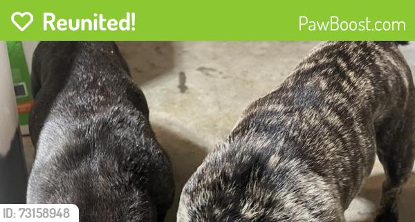 Reunited Unknown Dog last seen Near Carson Ranch Rd, Crowley, TX 76036, USA, Crowley, TX 76036