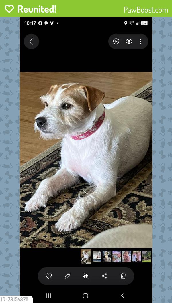 Reunited Male Dog last seen S. Wiggins, Montgomery County, TX 77355