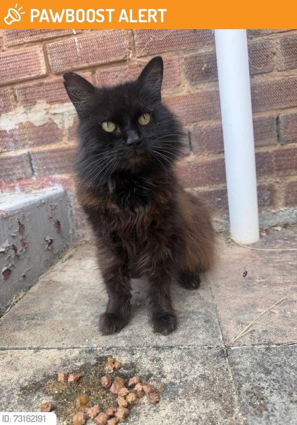 Found/Stray Unknown Cat last seen Westbury road, Warwickshire, England CV10 8HQ