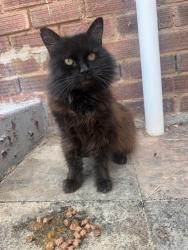 Found/Stray Unknown Cat last seen Westbury road, Warwickshire, England CV10 8HQ