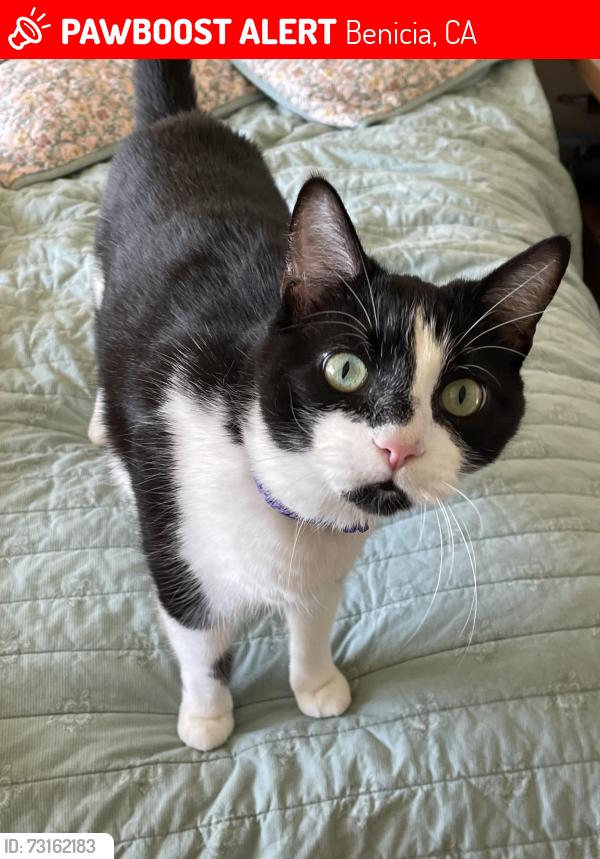 Lost Male Cat last seen Mills and Larkin, Benicia, CA 94510