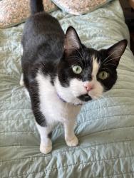 Lost Male Cat last seen Mills and Larkin, Benicia, CA 94510
