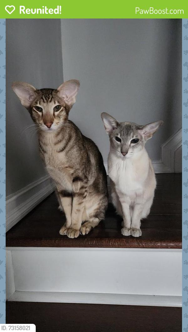 Reunited Male Cat last seen Wahington ave, Miller Place, NY 11764