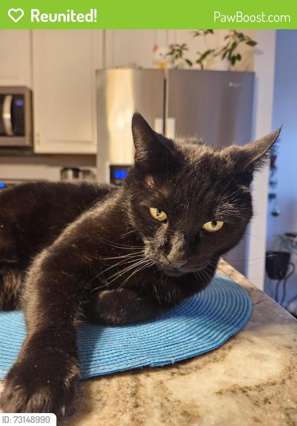 Reunited Male Cat last seen Hogneck road and Ft smallwood, Pasadena, MD 21122