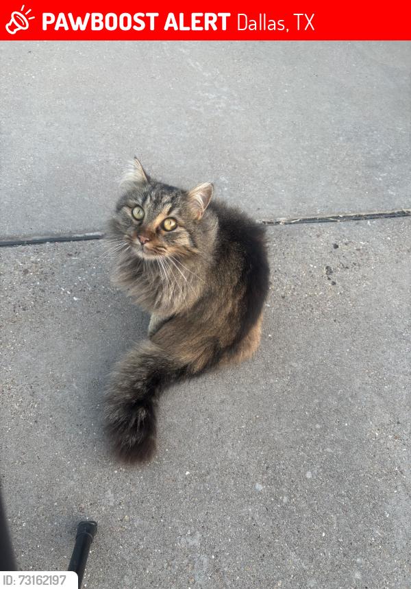 Lost Female Cat last seen Adleta Blvd, Dallas, TX 75243