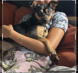 Found/Stray Male Dog last seen Channelview, Channelview, TX 77530