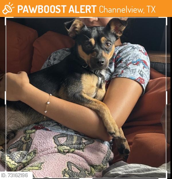 Found/Stray Male Dog last seen Channelview, Channelview, TX 77530