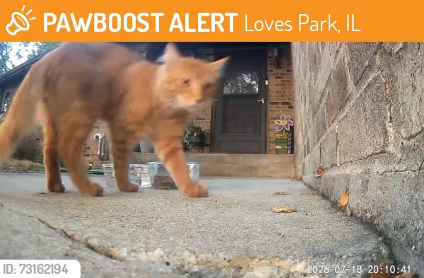 Found/Stray Unknown Cat last seen Hart rd and Forest Hills, Loves Park, IL 61111