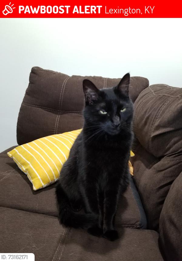 Lost Female Cat last seen Tearose Drive, Lexington, KY, Lexington, KY 40504