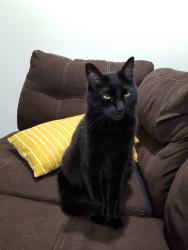 Lost Female Cat last seen Tearose Drive, Lexington, KY, Lexington, KY 40504