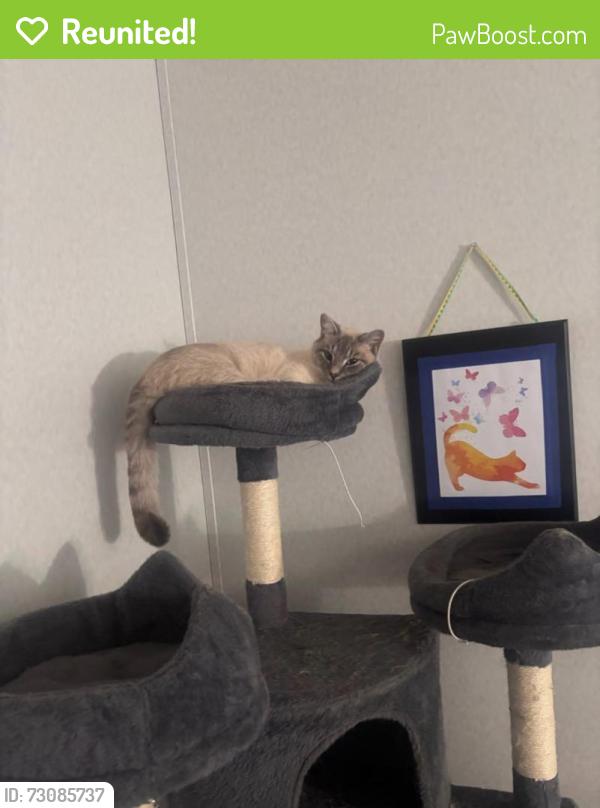 Reunited Male Cat last seen Near Shaw rd Iva, Iva, SC 29655