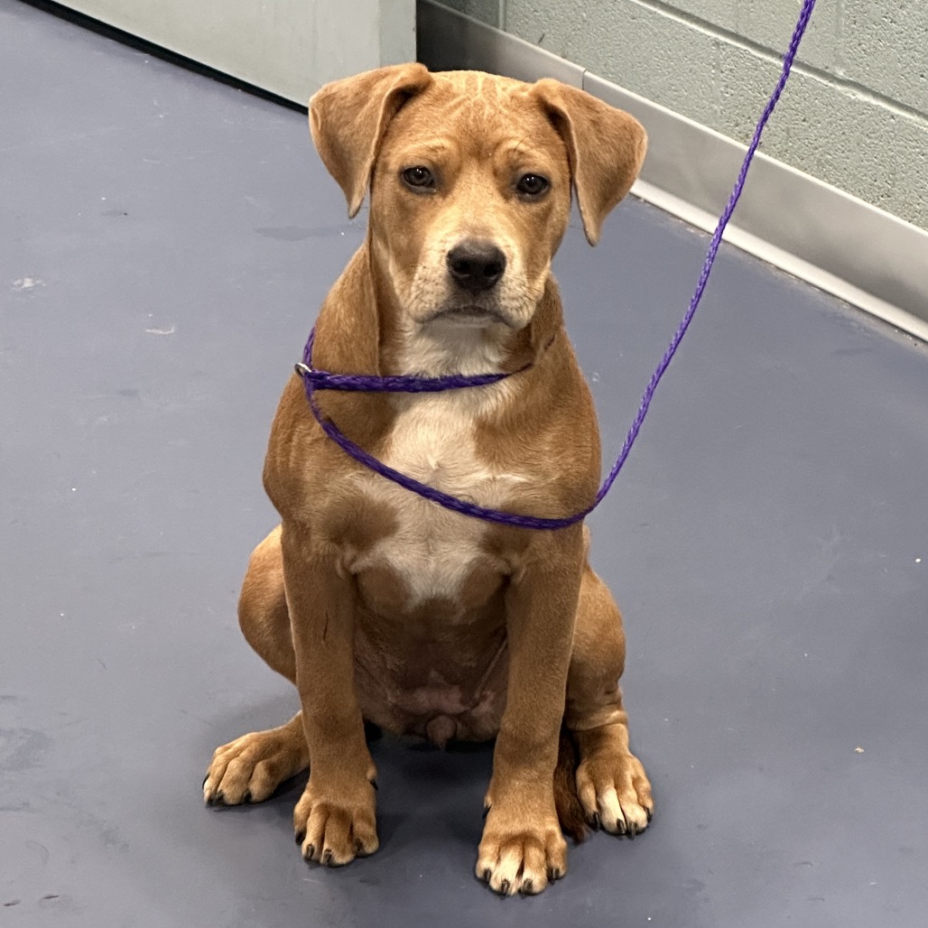 Shelter Stray Female Dog last seen , 980 Guilford College Rd, Greensboro, NC 27409, USA