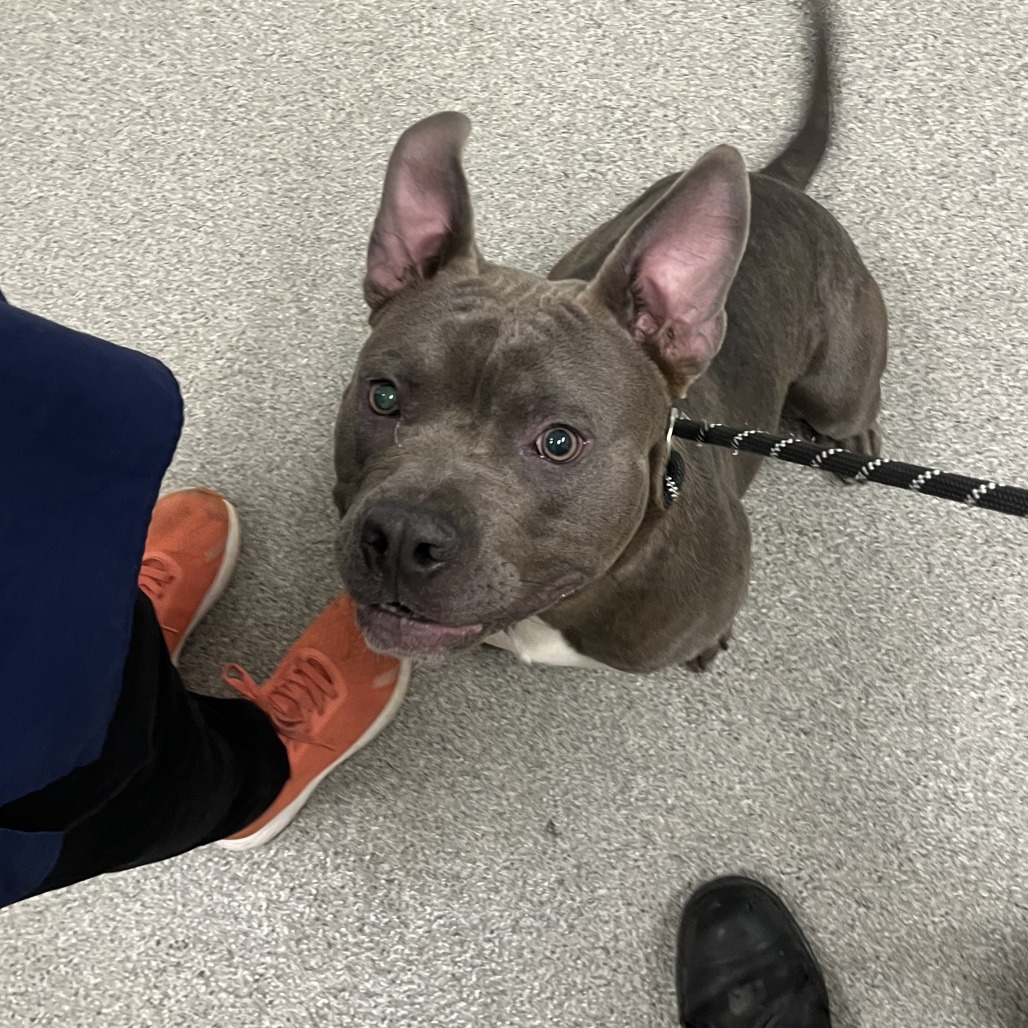Shelter Stray Male Dog last seen , 21800 Central Ave, Matteson, IL 60443, USA