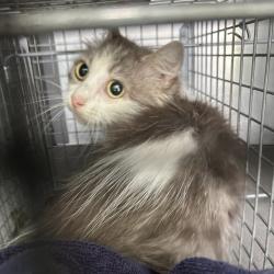 Shelter Stray Female Cat last seen , 980 Guilford College Rd, Greensboro, NC 27409, USA