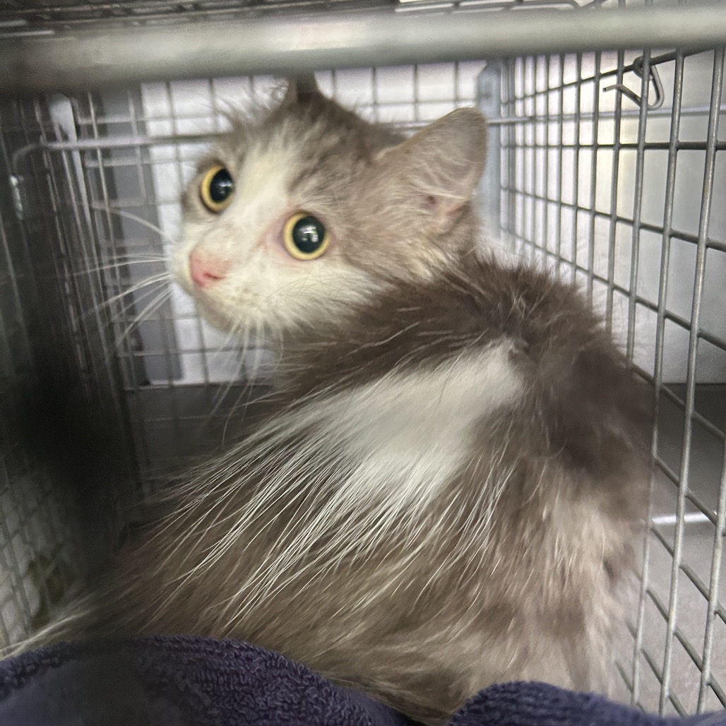 Shelter Stray Female Cat last seen , 980 Guilford College Rd, Greensboro, NC 27409, USA