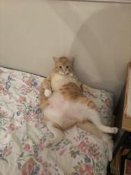 Lost Female Cat last seen Lookout mountain Los Angeles, Los Angeles, CA 90046