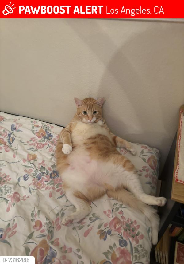 Lost Female Cat last seen Lookout mountain Los Angeles, Los Angeles, CA 90046