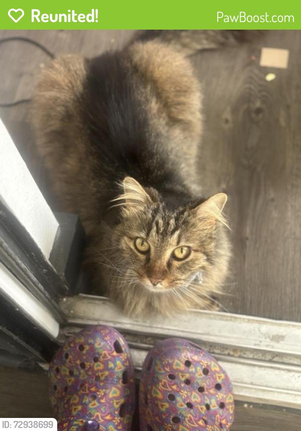 Reunited Female Cat last seen Near Skillman St, Dallas, TX 75243, USA, Dallas, TX 75243