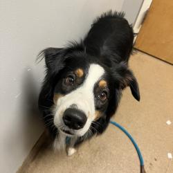 Shelter Stray Male Dog last seen , 4500 N Access Rd, Chattanooga, TN 37415, USA