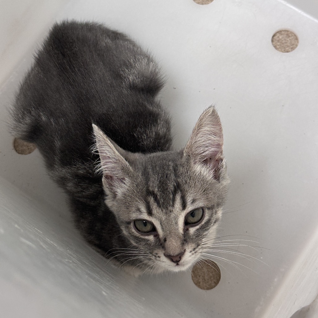 Shelter Stray Female Cat last seen , 4900 Milgen Rd, Columbus, GA 31907, USA