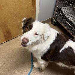 Shelter Stray Male Dog last seen , 4500 N Access Rd, Chattanooga, TN 37415, USA