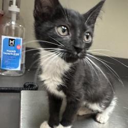 Shelter Stray Female Cat last seen , 4900 Milgen Rd, Columbus, GA 31907, USA
