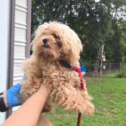 Shelter Stray Male Dog last seen , 4900 Milgen Rd, Columbus, GA 31907, USA