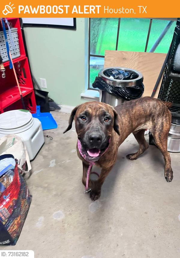 Found/Stray Male Dog last seen Northpark, Russell Palmer rd, Houston, TX 77339