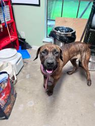 Found/Stray Female Dog last seen Northpark, Russell Palmer rd, Houston, TX 77339