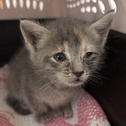 Shelter Stray Female Cat last seen , 14 Forever Friend Ln, Asheville, NC 28806, USA