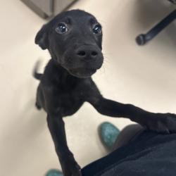 Shelter Stray Male Dog last seen , 901 N Haverty St, Pine Bluff, AR 71601, USA