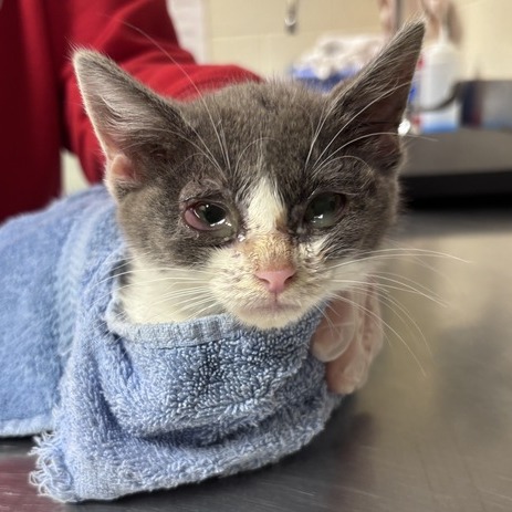 Shelter Stray Female Cat last seen , 14 Forever Friend Ln, Asheville, NC 28806, USA