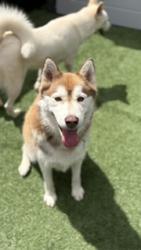 Lost Male Dog last seen 51ST AND 41ST, Vancouver, WA 98661