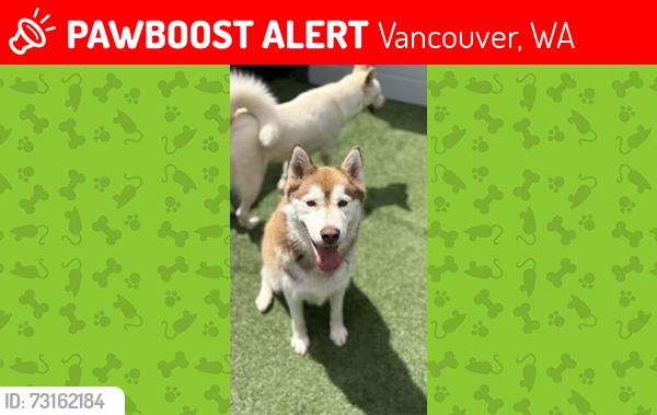 Lost Male Dog last seen 51ST AND 41ST, Vancouver, WA 98661