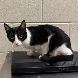 Shelter Stray Female Cat last seen , 54687 Co Rd 19, Bristol, IN 46507, USA