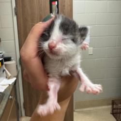 Shelter Stray Male Cat last seen , 54687 Co Rd 19, Bristol, IN 46507, USA