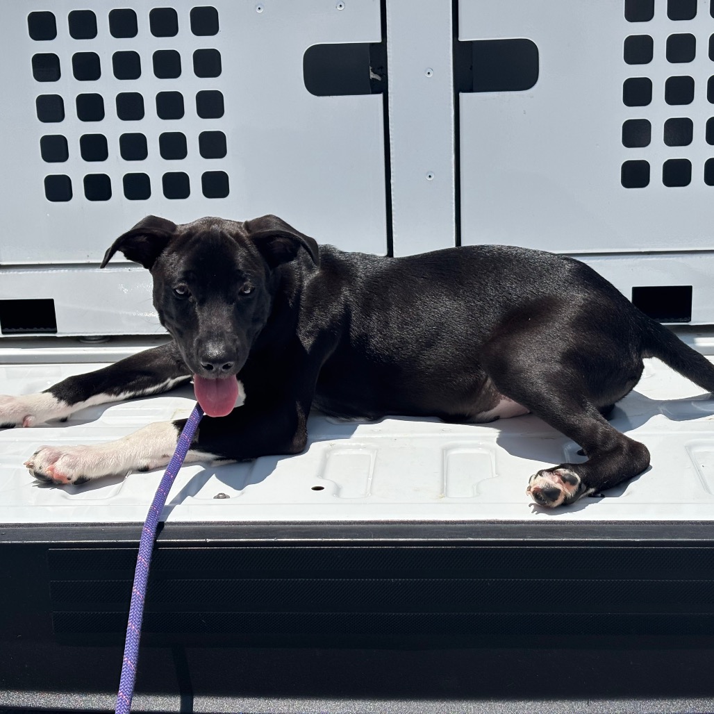 Shelter Stray Male Dog last seen , 328 Furman Hall Rd, Greenville, SC 29609, USA