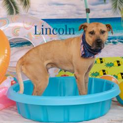 Shelter Stray Male Dog last seen , Animal Care & Control Team of Philly, 111 W Hunting Park Ave, Philadelphia, PA 19140, USA