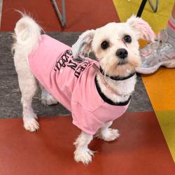 Shelter Stray Male Dog last seen , Animal Care & Control Team of Philly, 111 W Hunting Park Ave, Philadelphia, PA 19140, USA