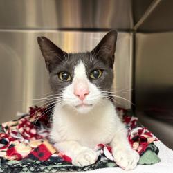 Shelter Stray Male Cat last seen , 361 S Raymond Ave, Pasadena, CA 91105, USA