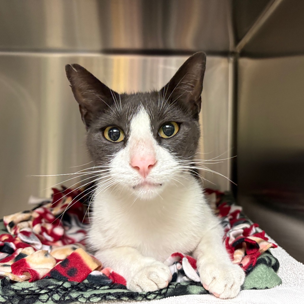 Shelter Stray Male Cat last seen , 361 S Raymond Ave, Pasadena, CA 91105, USA