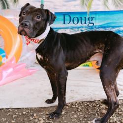 Shelter Stray Male Dog last seen , Animal Care & Control Team of Philly, 111 W Hunting Park Ave, Philadelphia, PA 19140, USA