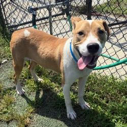 Shelter Stray Male Dog last seen , 2350 Appling City Cove, Memphis, TN 38133, USA