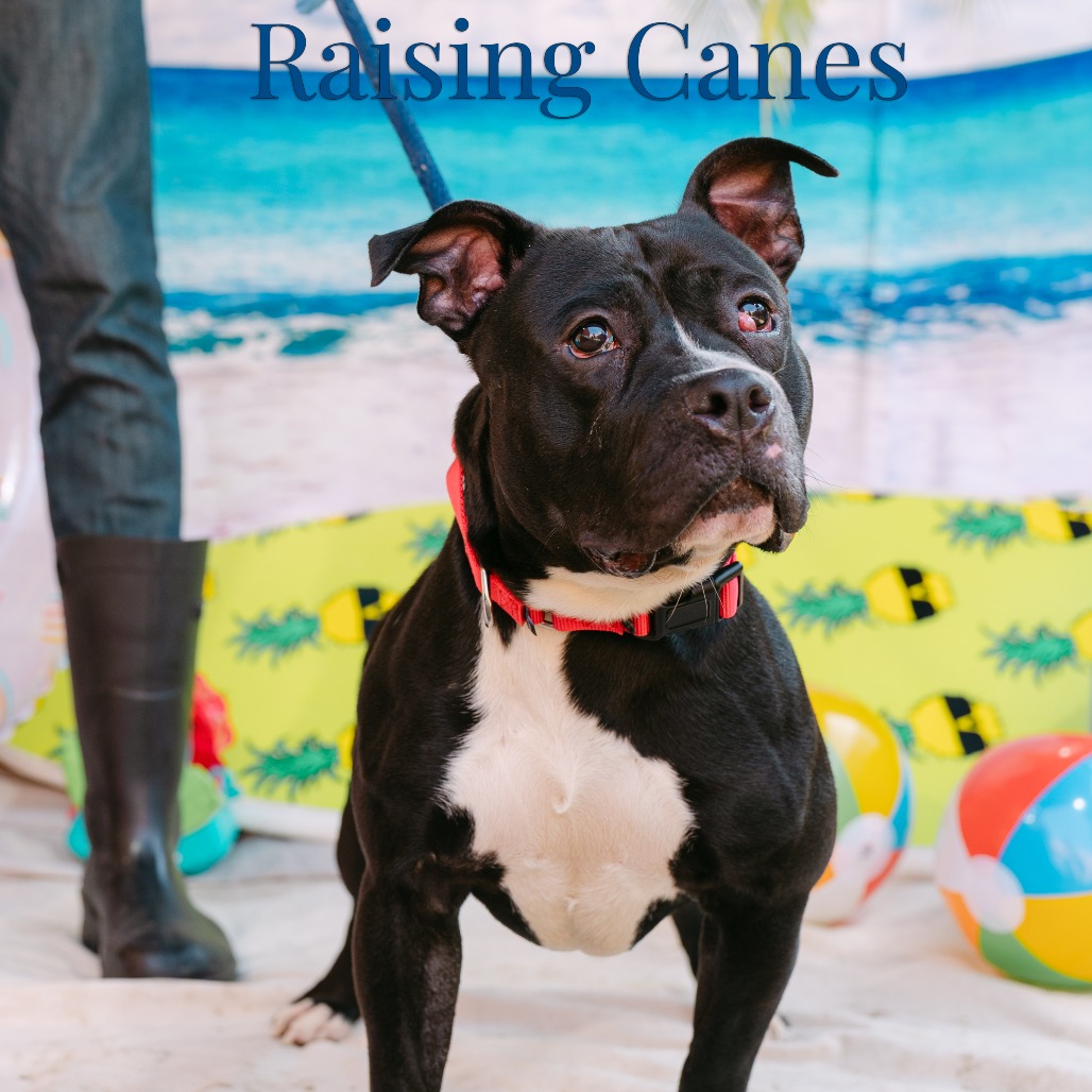 Shelter Stray Male Dog last seen , Animal Care & Control Team of Philly, 111 W Hunting Park Ave, Philadelphia, PA 19140, USA