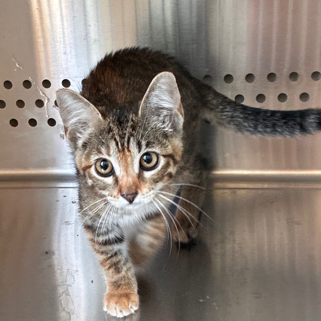 Shelter Stray Unknown Cat last seen , 3428 S Jenkins Ave, Norman, OK 73072, USA