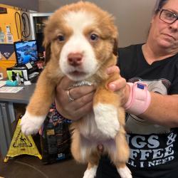 Shelter Stray Female Dog last seen , 3428 S Jenkins Ave, Norman, OK 73072, USA