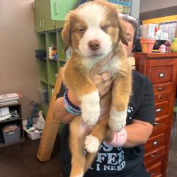 Shelter Stray Male Dog last seen , 3428 S Jenkins Ave, Norman, OK 73072, USA